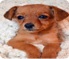 Image of a Puppy news thumbnail