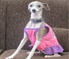 Image of the Diva Dog news Thumbnail