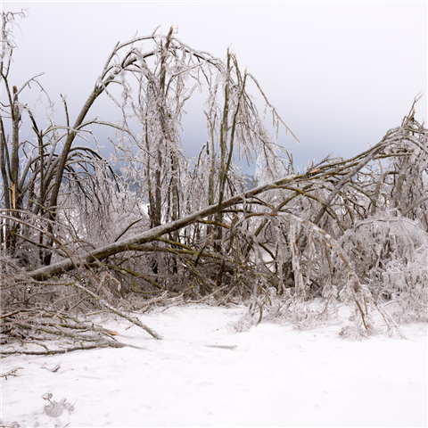 Fallen Ice Tree