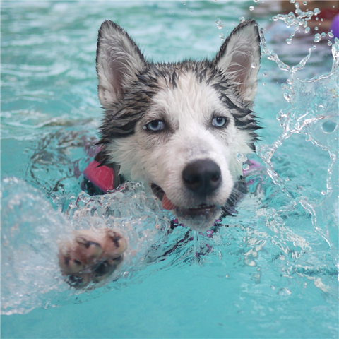 Dog, Swimming