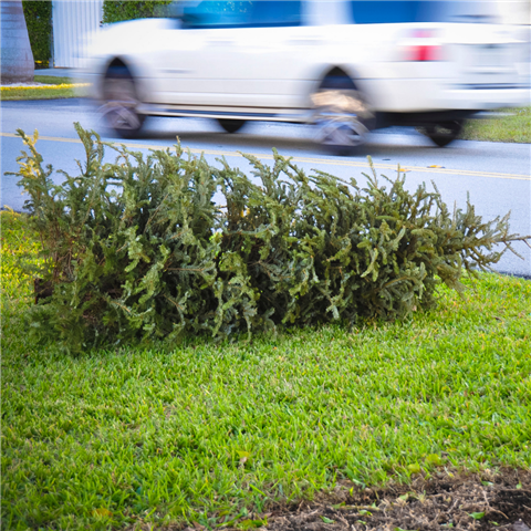 Christmas Tree Recycling